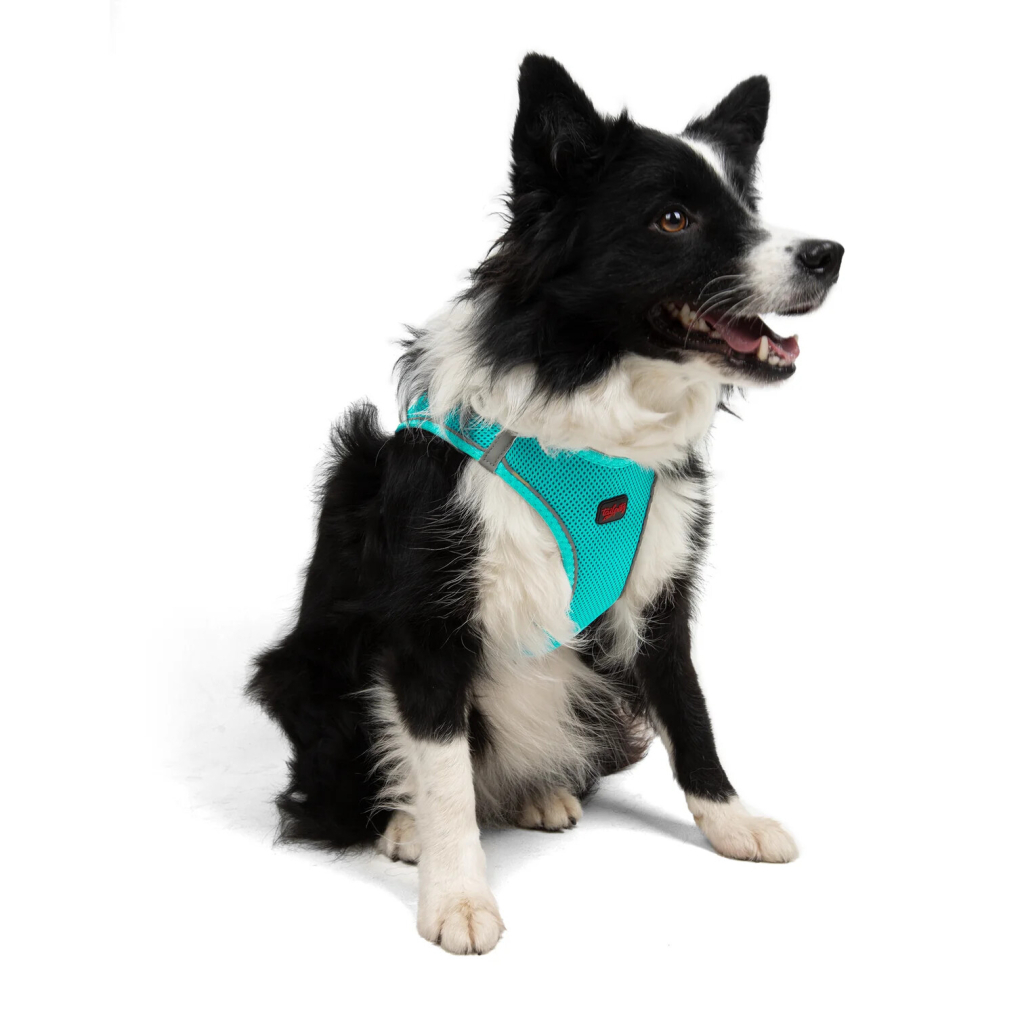 Tailpetz Air-Mesh Orta Irk Köpek Göğüs Tasması 54-60cm (Turkuaz) [XL]