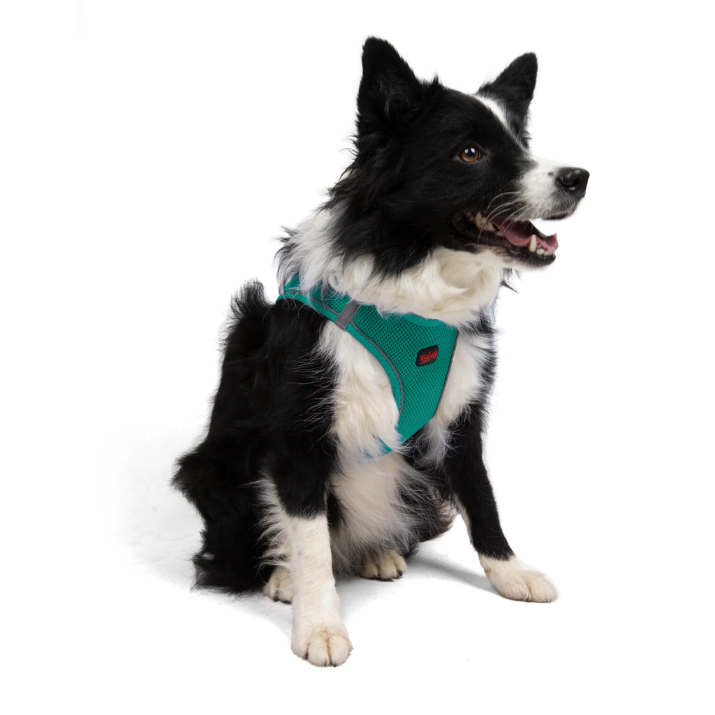 Tailpetz Air-Mesh Ortak Irk Köpek Göğüs Tasması 54-60cm (Zümrüt Yeşili) [XL]