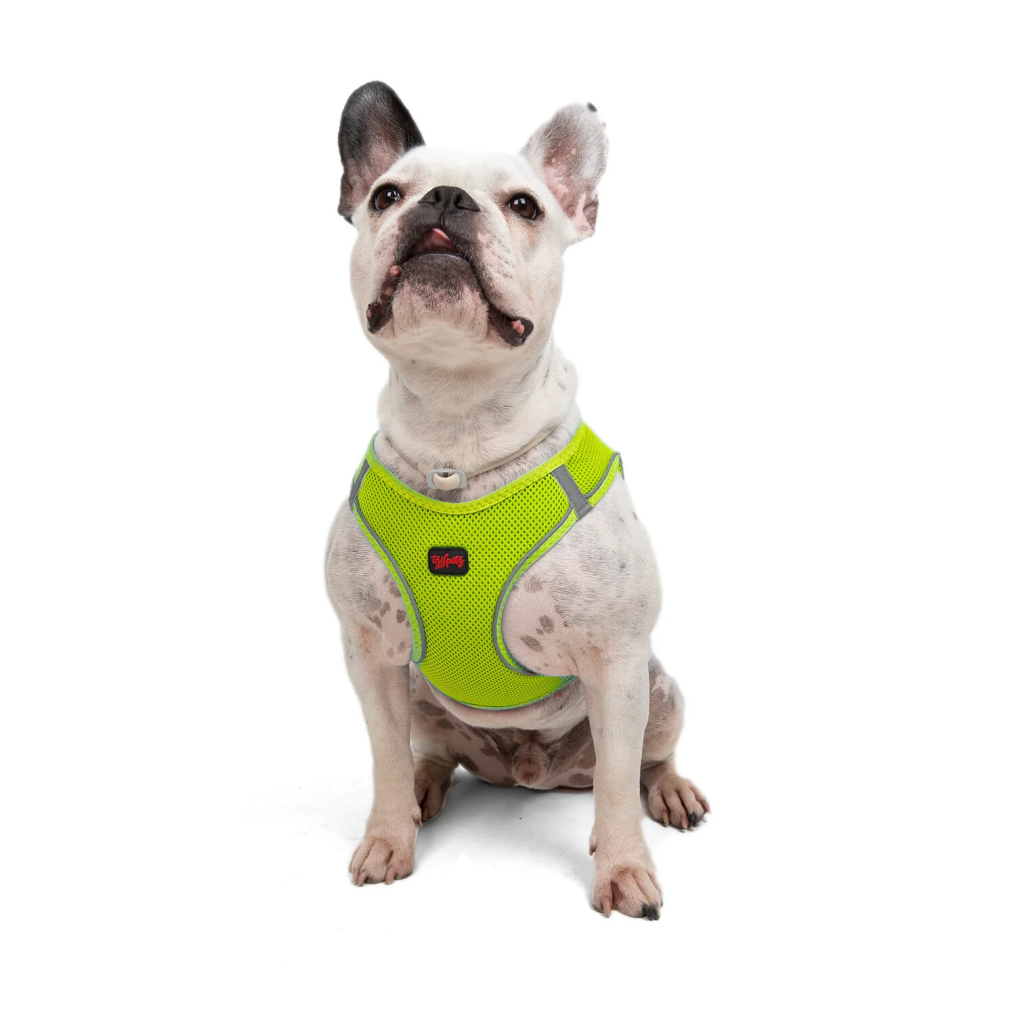 Tailpetz Air-Mesh Küçük Irk Köpek Göğüs Tasması 48-54cm (Neon Sarı) [L]