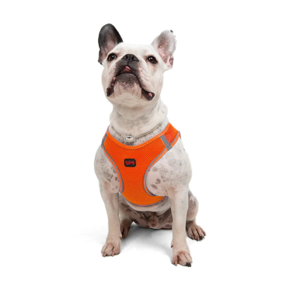 Tailpetz Air-Mesh Küçük Irk Köpek Göğüs Tasması 48-54cm (Neon Turuncu) [L]