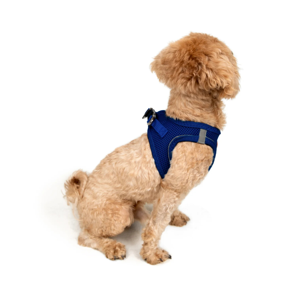 Tailpetz Air-Mesh Küçük Irk Köpek Göğüs Tasması 28-32cm (Saks Mavi) [2XS]