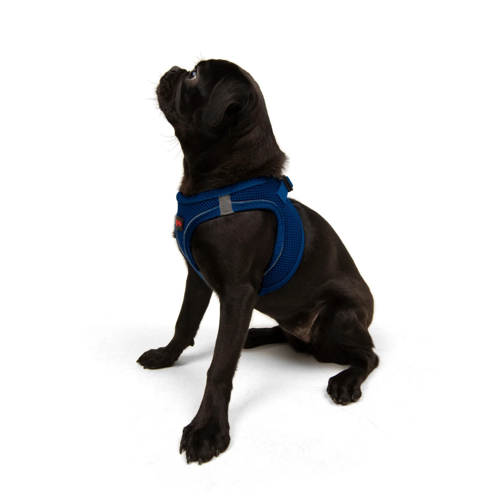 Tailpetz Air-Mesh Küçük Irk Köpek Göğüs Tasması 44-48cm [M] (Saks Mavi)