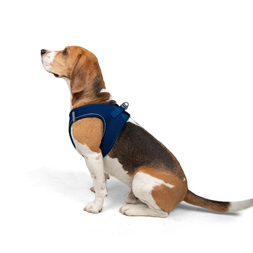 Tailpetz Air-Mesh Küçük Irk Köpek Göğüs Tasması 48-54cm (Saks Mavi) [L]