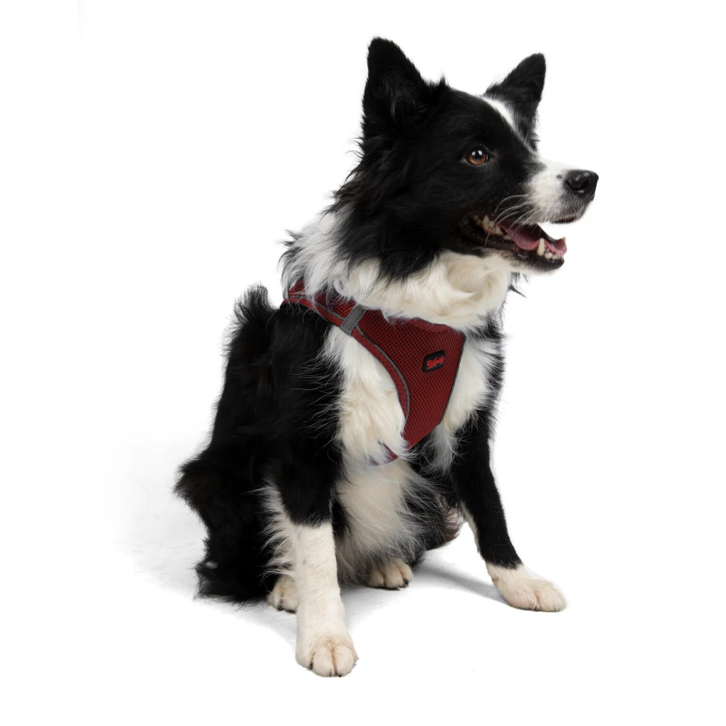Tailpetz Air-Mesh Harness Claret Köpek Göğüs Tasması [XL]