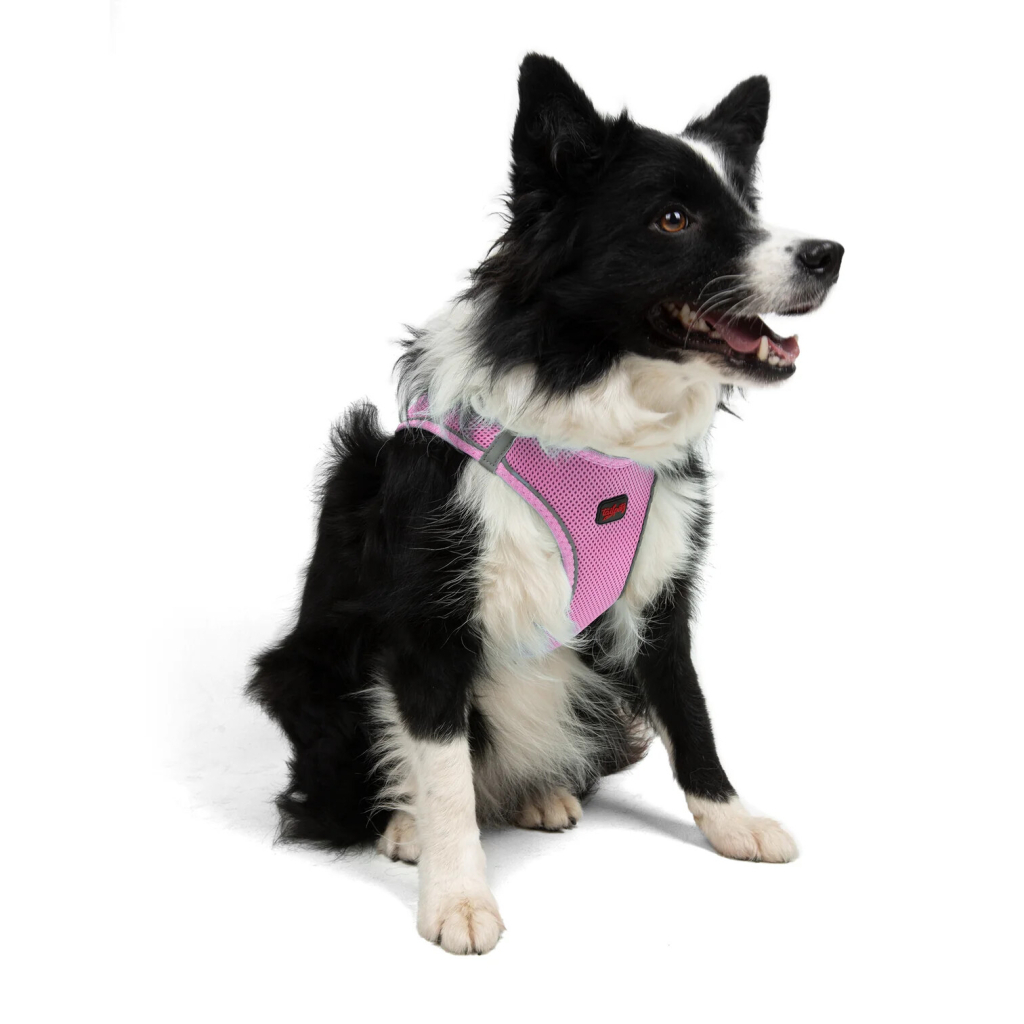 Tailpetz Air-Mesh Harness Köpek Göğüs Tasması (Lila) [XL]