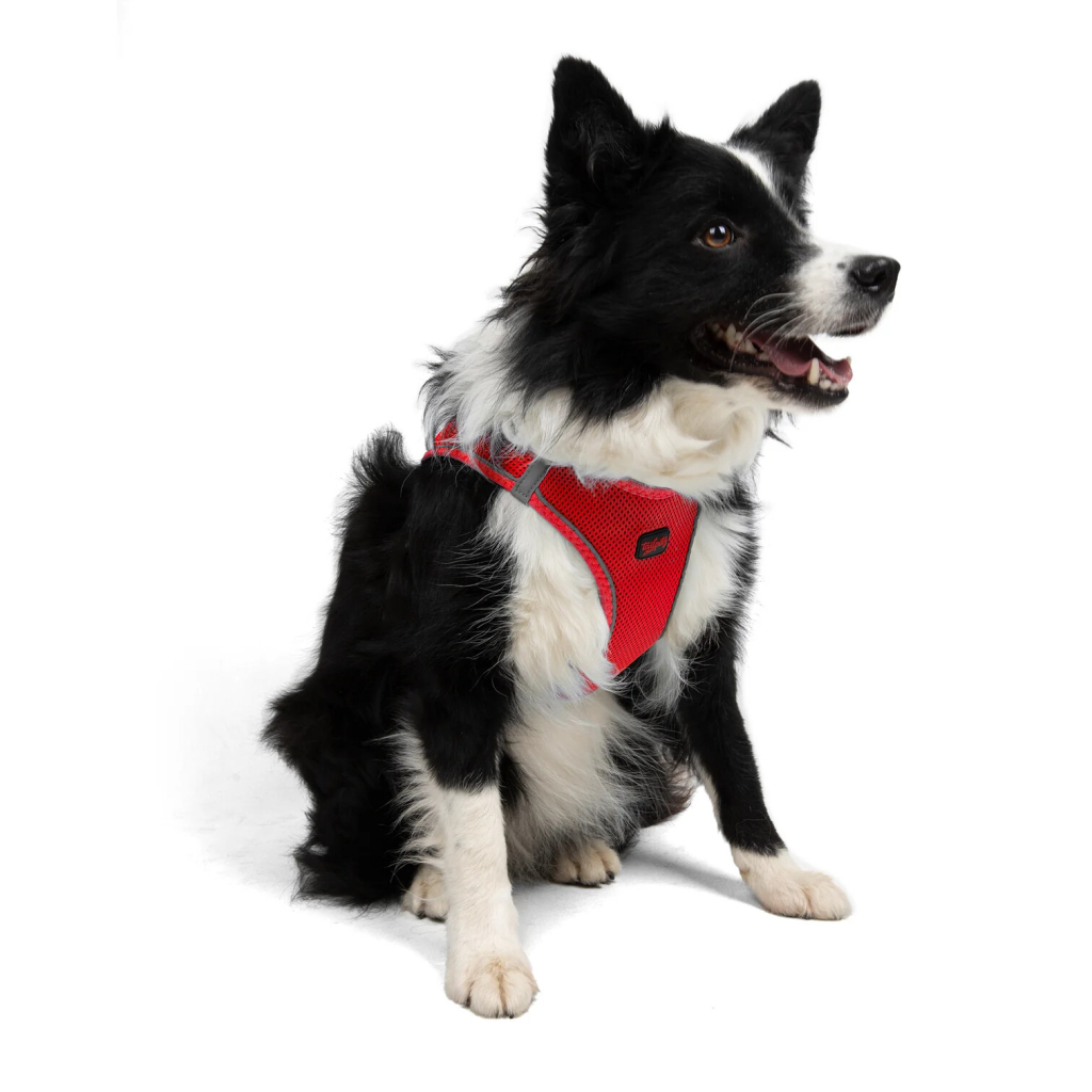 Tailpetz Air-Mesh Harness Köpek Göğüs Tasması [XL]