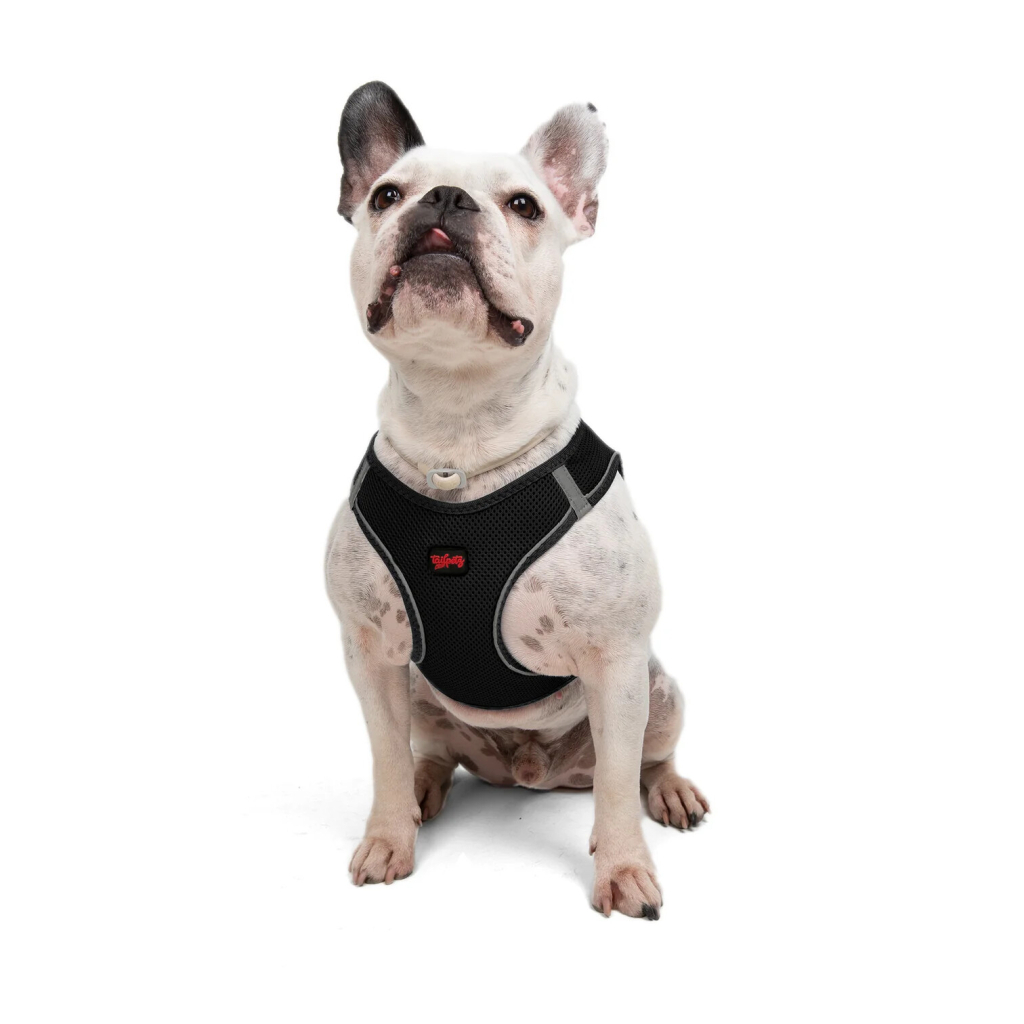 Tailpetz Air-Mesh Küçük Irk Köpek Göğüs Tasması 48-54cm (Siyah) [L]
