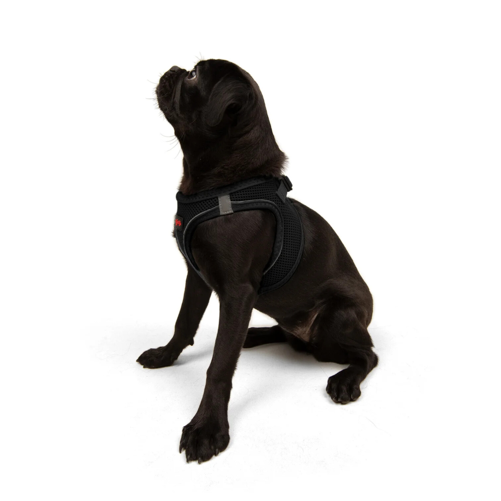 Tailpetz Air-Mesh Küçük Irk Köpek Göğüs Tasması 44-48cm (Siyah) [M]