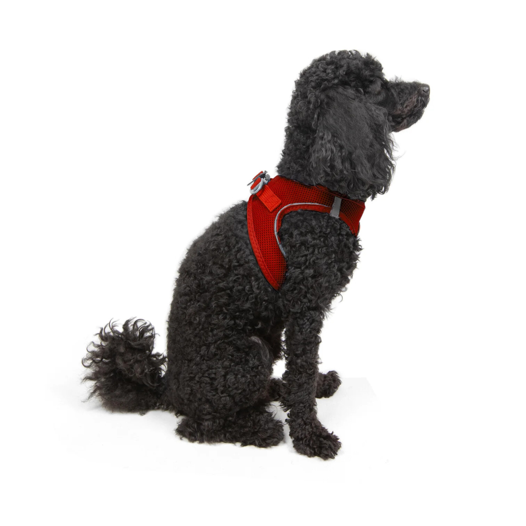 Tailpetz Air-Mesh Küçük Irk Köpek Göğüs Tasması 36-44cm (Kırmızı) [S]