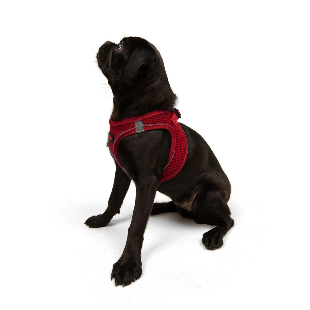 Tailpetz Air-Mesh Küçük Irk Köpek Göğüs Tasması 44-48cm (Kırmızı) [M]