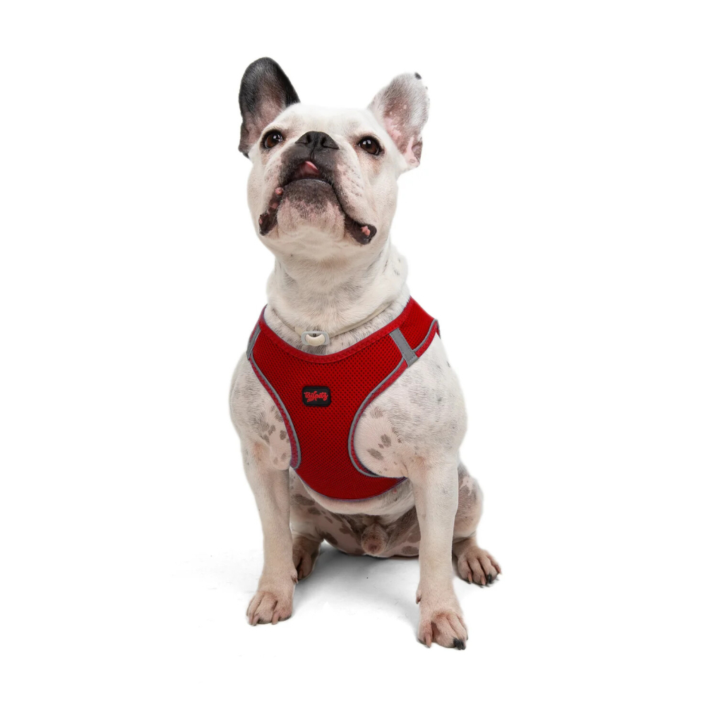 Tailpetz Air-Mesh Küçük Irk Köpek Göğüs Tasması 48-54cm (Kırmızı) [L]