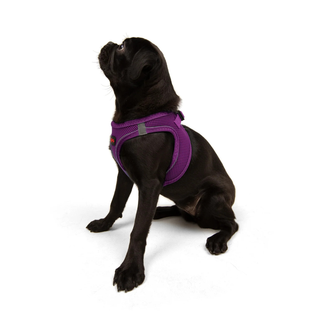 Tailpetz Air-Mesh Küçük Irk Köpek Göğüs Tasması 44-48cm (Mor) [M]