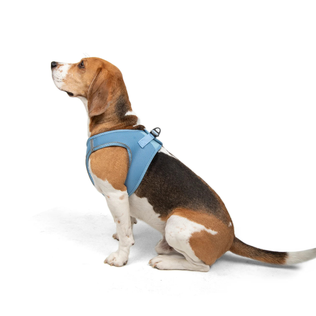 Tailpetz Air-Mesh Küçük Irk Köpek Göğüs Tasması 48-54cm (Açık Mavi) [L]