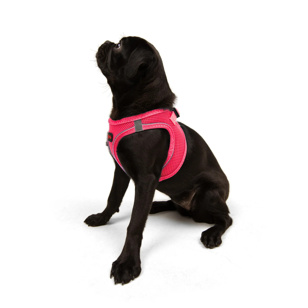 Tailpetz Air-Mesh Küçük Irk Köpek Göğüs Tasması 44-48cm (Neon Pembe) [M]