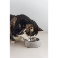 Beeztees Dbl Riboco Paslanmaz Çelik Kedi Mama Su Kabı 160ml