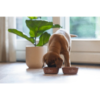 Beeztees Paslanmaz Çelik Köpek Mama ve Su Kabı 470ml (Kiremit)
