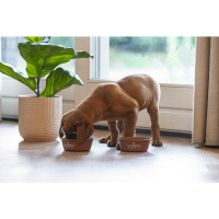 Beeztees Paslanmaz Çelik Köpek Mama ve Su Kabı 470ml (Kiremit)