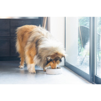 Beeztees Dbl Çelik Köpek Mama Su Kabı 700ml