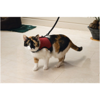 Beeztees Comfort Harness Kedi Göğüs Tasması ve Gezdirme Kayışı 39cm