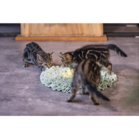 Beeztees Flowie Saklama Hazneli Yavru Kedi Oyuncağı 38x38x3cm