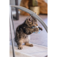 Beeztees Xabia Yavru Kedi Oyun Parkı 40x40x33cm