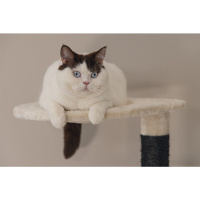 Beeztees Dominja Kedi Tırmalama ve Oyun Evi 50x50x123cm (Beyaz)