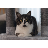 Beeztees Figado Kedi Köşe Tırmalama ve Oyun Evi 40x40x135cm (Gri)