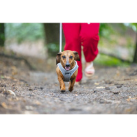 Beeztees Parinca Neopren Köpek Göğüs Tasması 38-44cm (Gri)
