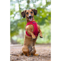 Beeztees Parinca Neopren Köpek Göğüs Tasması 30-35cm (Kırmızı)