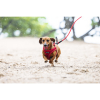 Beeztees Parinca Neopren Köpek Göğüs Tasması 30-35cm (Kırmızı)