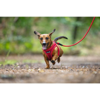 Beeztees Parinca Neopren Köpek Göğüs Tasması 30-35cm (Kırmızı)