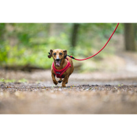 Beeztees Parinca Neopren Köpek Göğüs Tasması 30-35cm (Kırmızı)