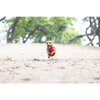 Beeztees Parinca Neopren Köpek Göğüs Tasması 30-35cm (Kırmızı)