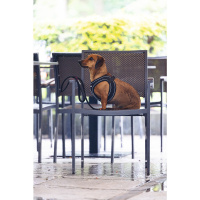 Beeztees Parinca Neopren Köpek Göğüs Tasması 30-35cm (Siyah)