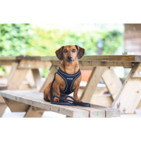 Beeztees Parinca Neopren Köpek Göğüs Tasması 30-35cm (Siyah)