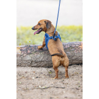 Beeztees Parinca Neopren Köpek Göğüs Tasması 30-35cm (Mavi)