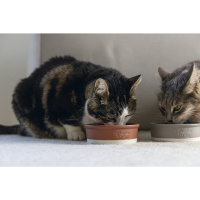 Beeztees Dbl Kedi ve Köpekler için Seramik Mama ve Su Kabı 12x12x4cm 300ml (Mat Kiremit)