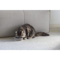 Beeztees Dbl Kedi ve Köpekler için Seramik Mama ve Su Kabı 12x12x4cm 300ml (Mat Gri)