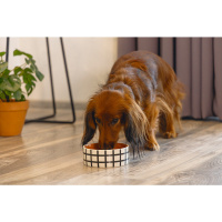 Beeztees Seramik Köpek Mama ve Su Kabı 500ml (Kiremit-Beyaz)