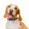 Collar WAUDOG Nasa 21 Desenli ve QR Pasaportlu Köpek Deri Boyun Tasması 46-60cm/35mm (Siyah)