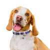 Collar Waudog QR Pasaportlu Nasa Köpek Boyun Tasması 30-39cm (Beyaz) [S]