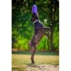 Collar Puller Maxi Eğitim ve Oyun Halkası Köpek Oyuncağı 30cm (Mor)