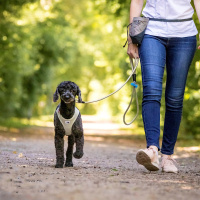 Curli Stretch Comfort Köpek Gezdirme Kayışı 1,8m (Turuncu) [L]
