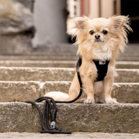 Curli Stretch Comfort Köpek Gezdirme Kayışı 1,8m (Turuncu) [L]