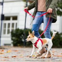 Curli Basic Köpek Gezdirme Kayışı 140cm (Gri) [L]