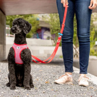Curli Adjustable Köpek Gezdirme Kayışı 2m (Kırmızı) [L]