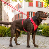 Curli Adjustable Köpek Gezdirme Kayışı 2m (Kırmızı) [L]