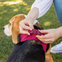 Curli Vest Harness Köpek Göğüs Tasması 26,7x30,1cm (Yakut) [XXXS]