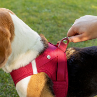 Curli Vest Harness Köpek Göğüs Tasması 26,7x30,1cm (Yakut) [XXXS]