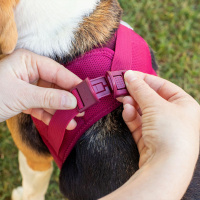 Curli Vest Harness Köpek Göğüs Tasması 26,7x30,1cm (Yakut) [XXXS]